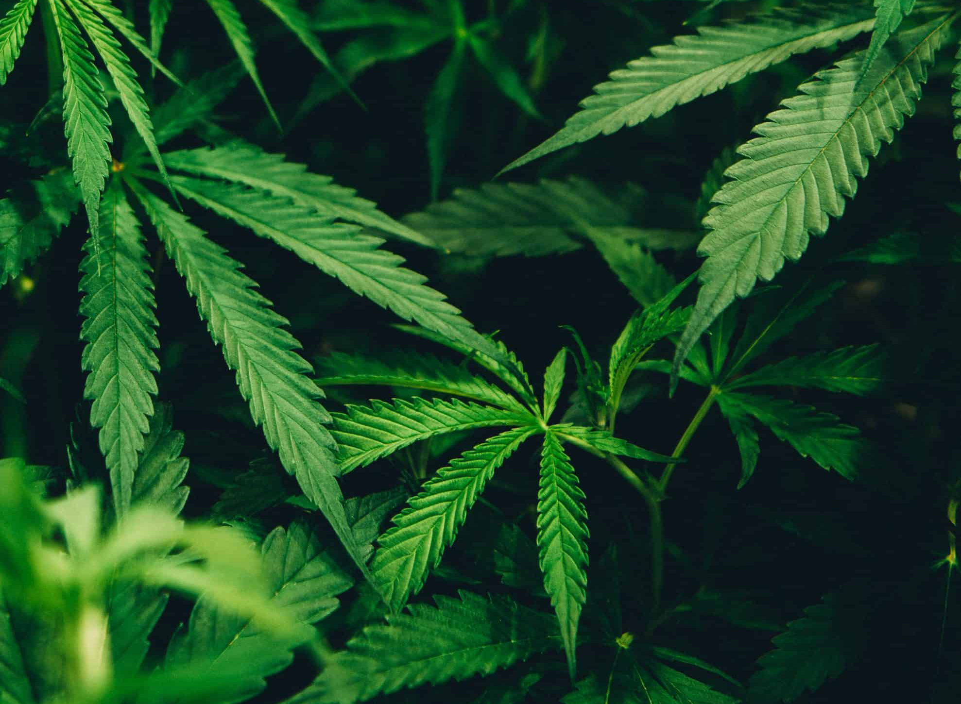 Cannabis Plants Cannabis Plants