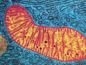 Microscopic red and orange mitochondria on a blue background.