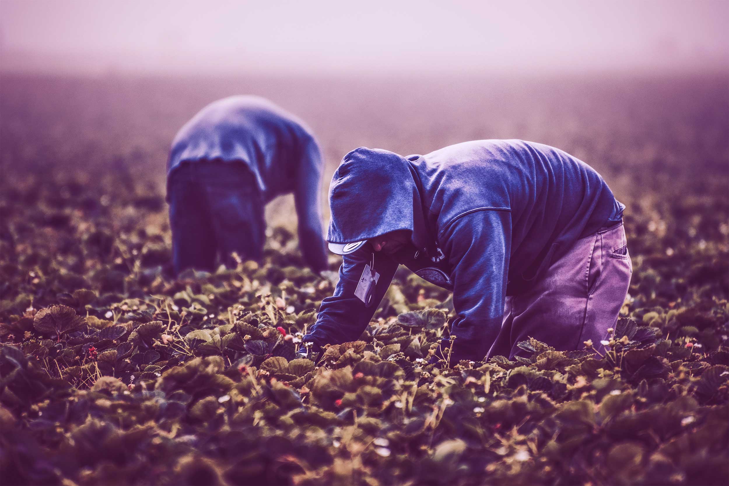 Two farm workers, wearing blue hoodies, bent over and working in a field