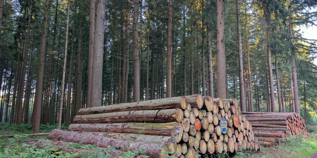 Stacks of logged timber in a dense forest setting, showcasing forestry work.